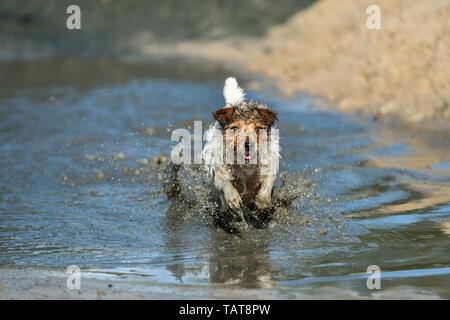 Jack Russell Terrier laufen Stockfoto