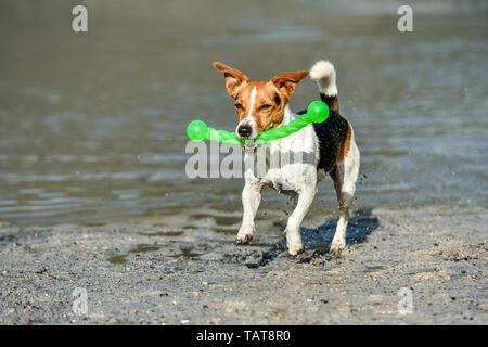 Jack Russell Terrier spielen Stockfoto