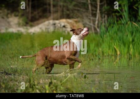 American Pit Bull Terrier laufen Stockfoto