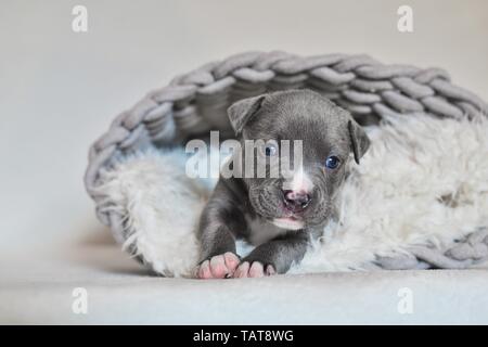 Die amerikanische Grube Stier Terrier Welpen Stockfoto