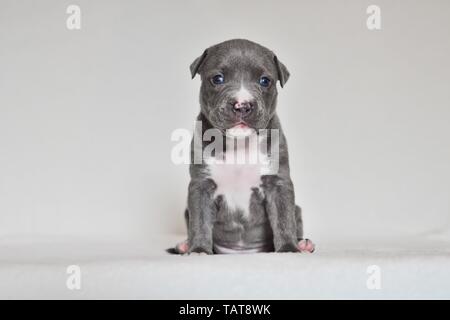 Die amerikanische Grube Stier Terrier Welpen Stockfoto