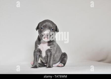 Die amerikanische Grube Stier Terrier Welpen Stockfoto