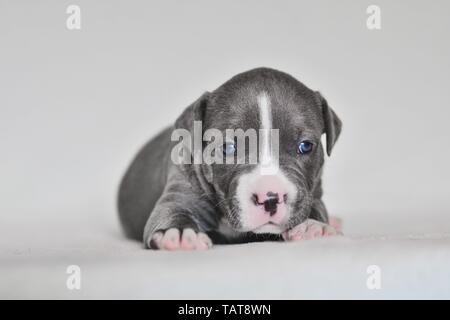 Die amerikanische Grube Stier Terrier Welpen Stockfoto