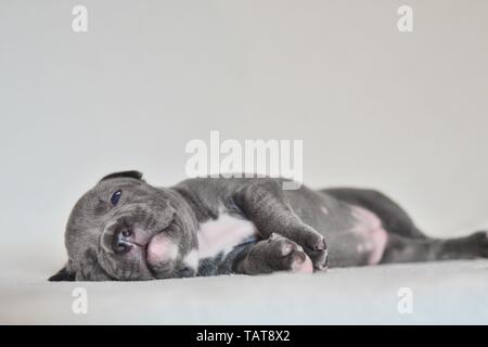 Die amerikanische Grube Stier Terrier Welpen Stockfoto