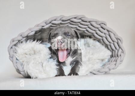 Die amerikanische Grube Stier Terrier Welpen Stockfoto