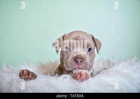 Die amerikanische Grube Stier Terrier Welpen Stockfoto