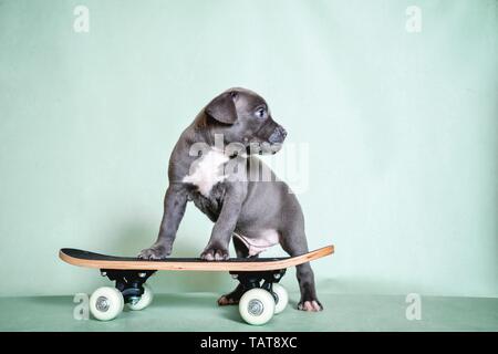 Die amerikanische Grube Stier Terrier Welpen Stockfoto