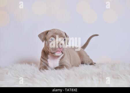 Die amerikanische Grube Stier Terrier Welpen Stockfoto