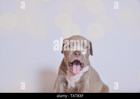 Die amerikanische Grube Stier Terrier Welpen Stockfoto