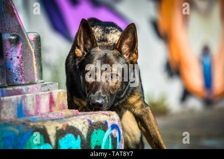 Deutscher Schäferhund Portrait Stockfoto