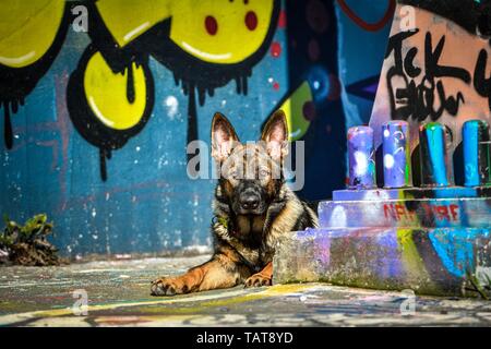 Deutscher Schäferhund liegend Stockfoto