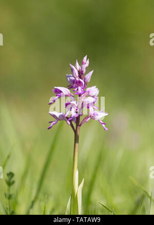 Helm-knabenkraut (Orchis militaris), wilde Blumen wachsen in Feld, Buckinghamshire, Großbritannien Stockfoto