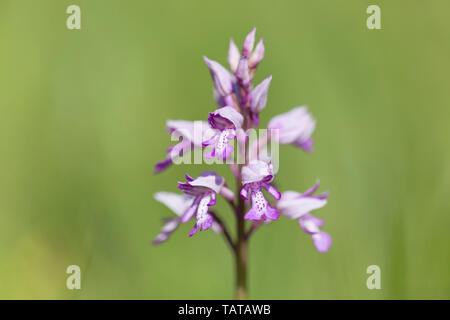 Helm-knabenkraut (Orchis militaris), Großbritannien, Nahaufnahme, Detail der ungewöhnlichen rosa und weißen Blüten Stockfoto