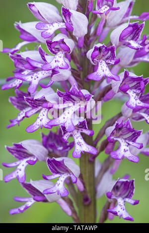 Helm-knabenkraut (Orchis militaris), Nahaufnahme, Detail von lila und weißen Blütenblättern, Großbritannien Stockfoto