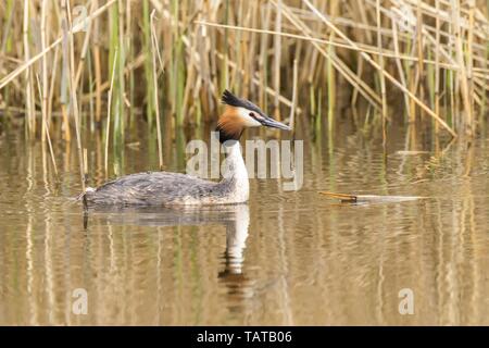 Great crested grebe Stockfoto