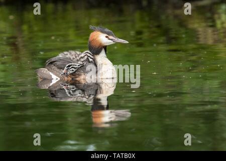 Great crested Haubentaucher Stockfoto