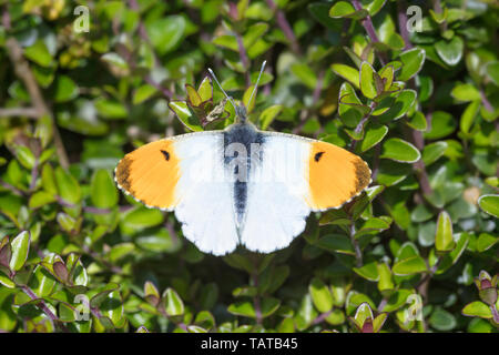 Männliche Orange Tip Schmetterling (Anthocaris cardamines) mit Flügeln öffnen beigelegt Stockfoto