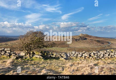 Zu Haytor und Sattel Tor mit Weißdorn-Baum auf Dartmoor, Devon Stockfoto