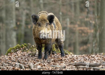 Wildschwein Stockfoto