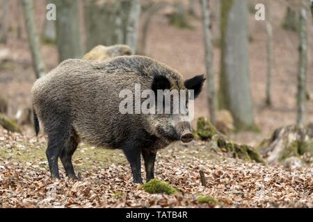 Wildschwein Stockfoto