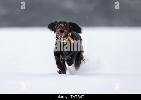 Deutsch Langhaar Zeiger laufen Stockfoto