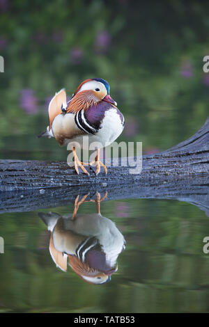 Männliche Mandarinente stand auf einem Log mit der Reflexion unter Stockfoto