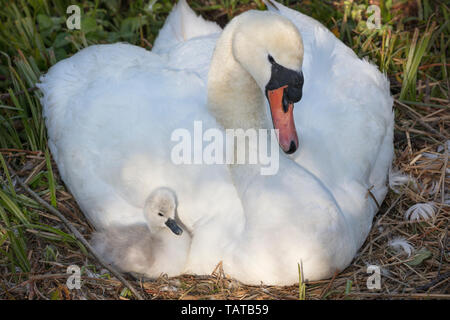 Weiblichen Höckerschwan mit Shaker auf Nest Stockfoto