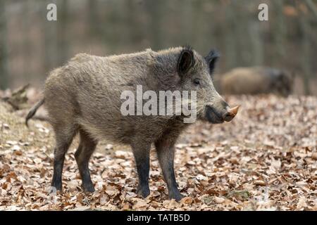 Wildschwein Stockfoto