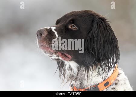 Deutsch Langhaar Zeiger-Portrait Stockfoto