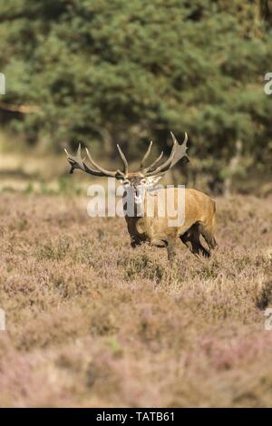 Red deer Stockfoto