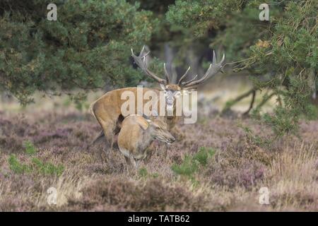 Red deer Stockfoto