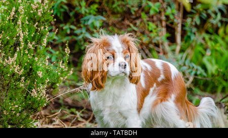 Ein jugendlicher Cavalier King Charles Spaniel steht in einem heimischen Garten. Stockfoto