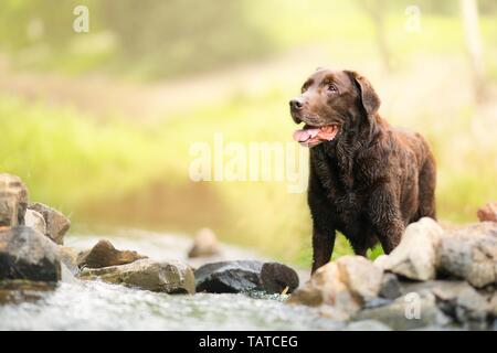 alten Labrador Retriever Stockfoto