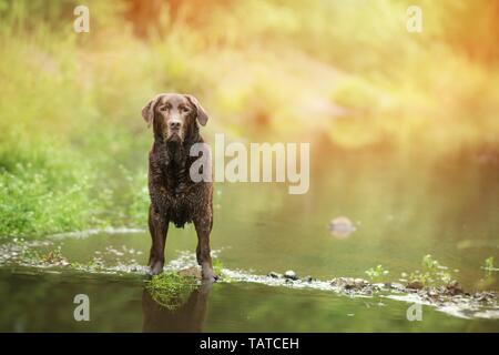 alten Labrador Retriever Stockfoto