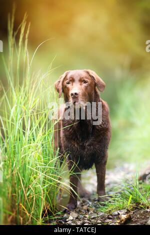 alten Labrador Retriever Stockfoto