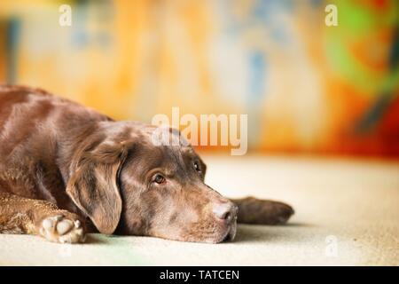 alten Labrador Retriever Stockfoto