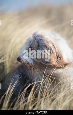 Bearded Collie sitzend Stockfoto