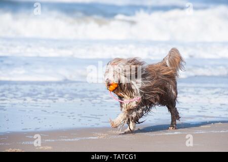 Bearded Collie spielen Stockfoto