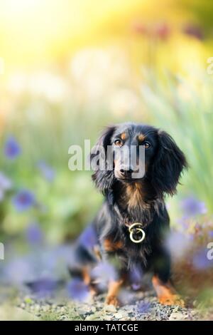 Langhaar Dackel sitzend Stockfoto