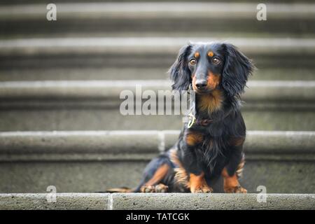 Langhaar Dackel sitzend Stockfoto