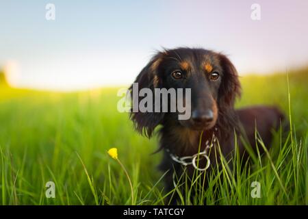 Langhaarige Dackel Portrait Stockfoto