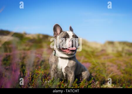 Französische Bulldogge sitzend Stockfoto