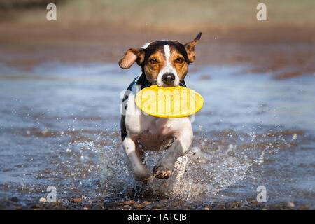 Jack Russell Terrier spielen Stockfoto