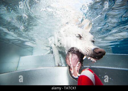 Tauchen Labrador Retriever Stockfoto