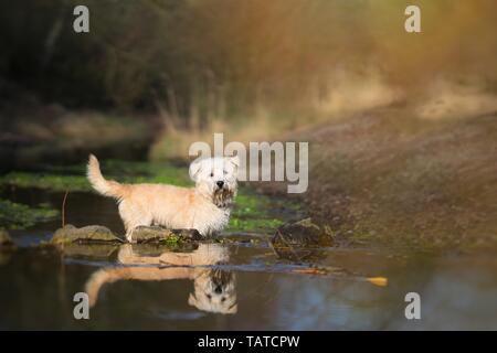 Baden Irish Glen of Imaal Terrier Stockfoto