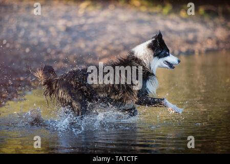 Border-Collie laufen Stockfoto