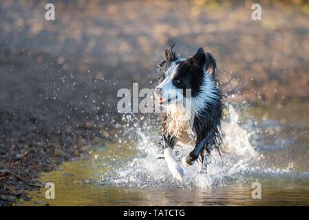 Border-Collie laufen Stockfoto