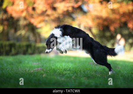 Border-Collie springen Stockfoto