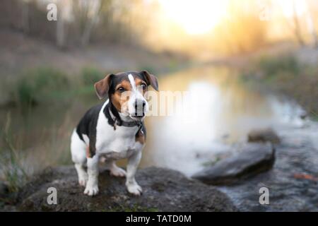 Jack Russell Terrier sitzend Stockfoto