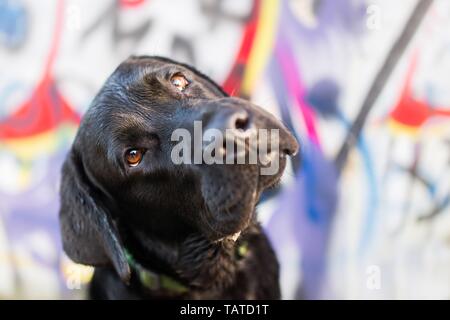 Labrador Retriever Porträt Stockfoto